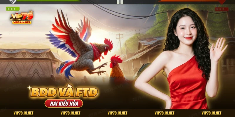 Hai kiểu hòa BDD và FTD trong trận đá gà VIP79